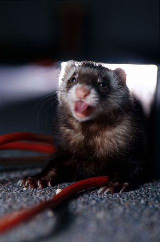 Illustration for article titled A history of working ferrets
